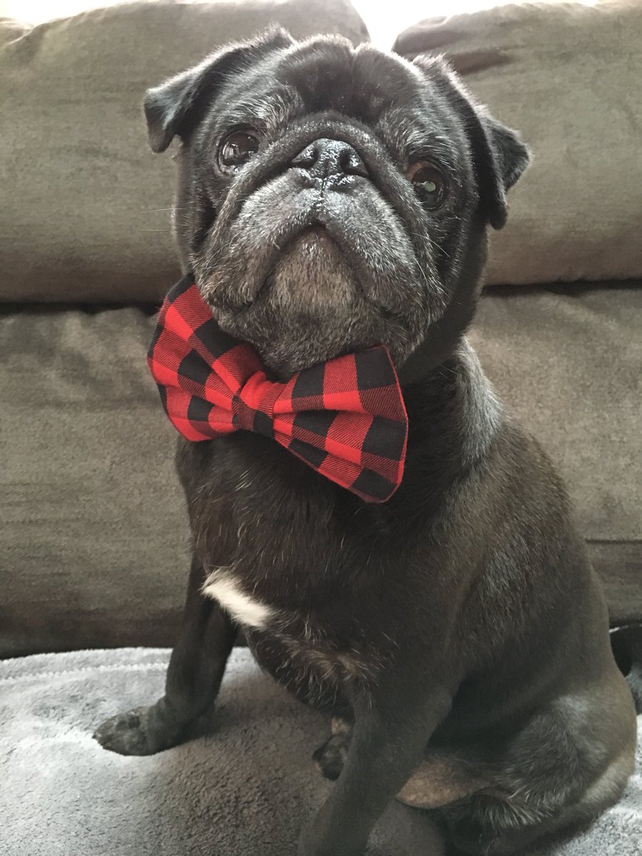 KirbyPug's tweet photo. #tbt to my buffalo plaid tie. #pug #curlytailties https://t.co/icdn8elzNZ