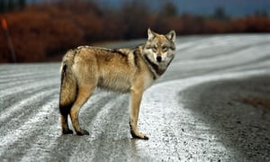 _wolves__'s tweet image. ~Have a nice day wolf lovers~