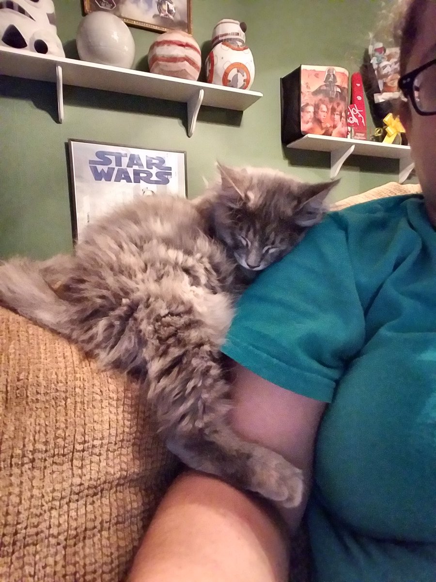 KristinaMLawyer's tweet photo. Laptop on lap? No problem, Janet is happy on my shoulder. #kittens #kittenstuff #meowcury4 https://t.co/ufY8h5V8lU