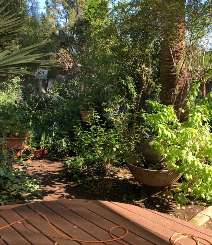 TourDeCoops's tweet photo. Look at their beautiful garden! We are excited to air on @azfamily @3tv @cbs5 today!! Watch #channel3 in #az to get a sneak ... @tourdecoops https://t.co/Fs8lhxfPVo