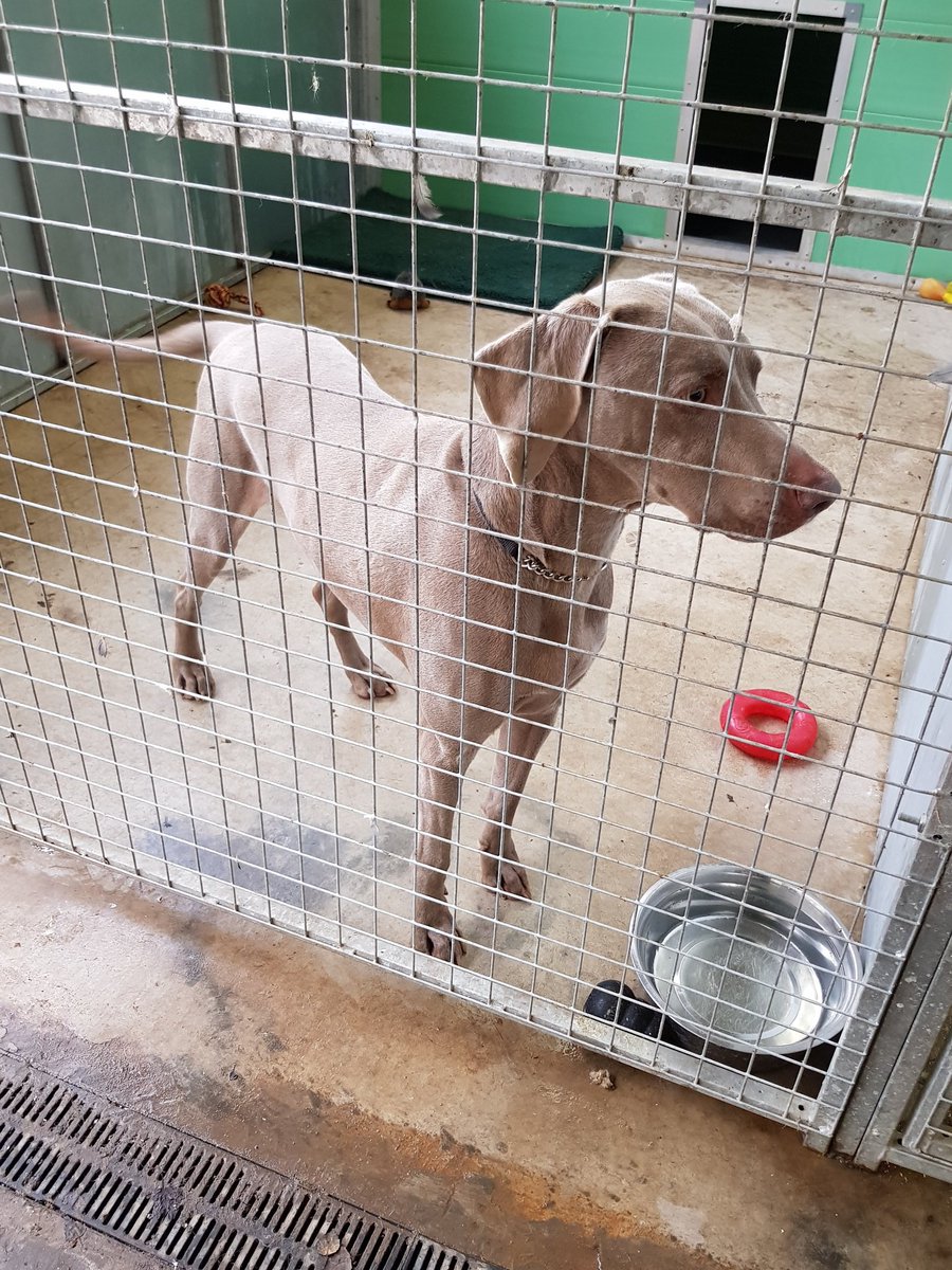 @brown1888_phil <a href="/WrekinNews1/">Wrekin News</a> These are #Maximus #Brian #Lenny #Gunner <a href="/HilbraesDogs/">Hilbrae Dog Rescue</a> All need forever home - walk 🐕 Open 7 days a week 12-4pm