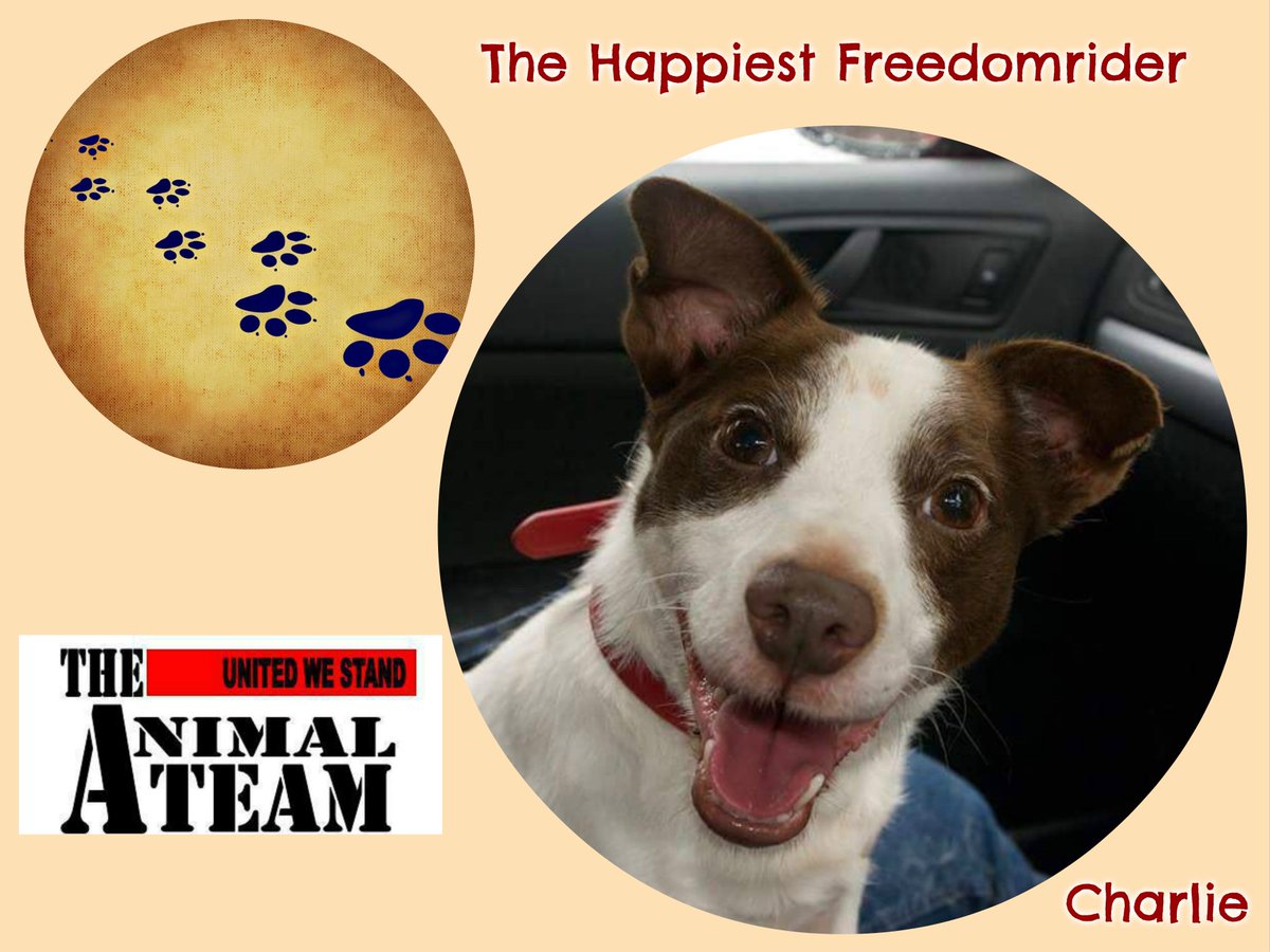 The_Animal_Team's tweet photo. We need 35 people to give us 10 votes each to qualify for the next round PLEASE PLEASE VOTE FOR US With your help we can help so many more animpals and make their lives a whole lot better https://t.co/8t0xJQ5rKx Please care and share and use your vote Thank you very much x https://t.co/89l0vLA94N