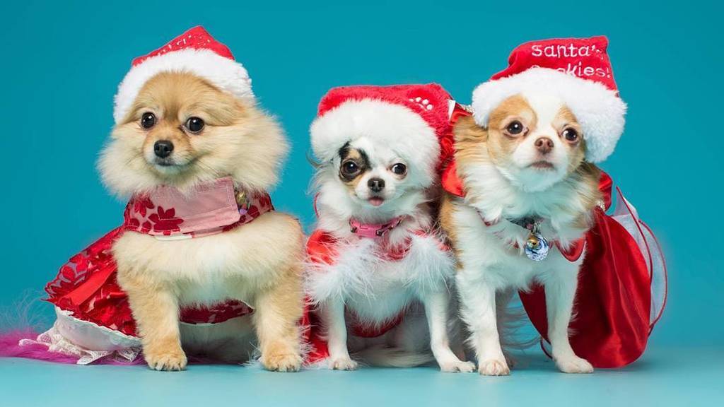 The @3furrybeauties are always ready to party! 🎅
 Meet them at the Toronto Christmas Pet Show! 18th &amp; 19th of Nove… ift.tt/2ioHv7v