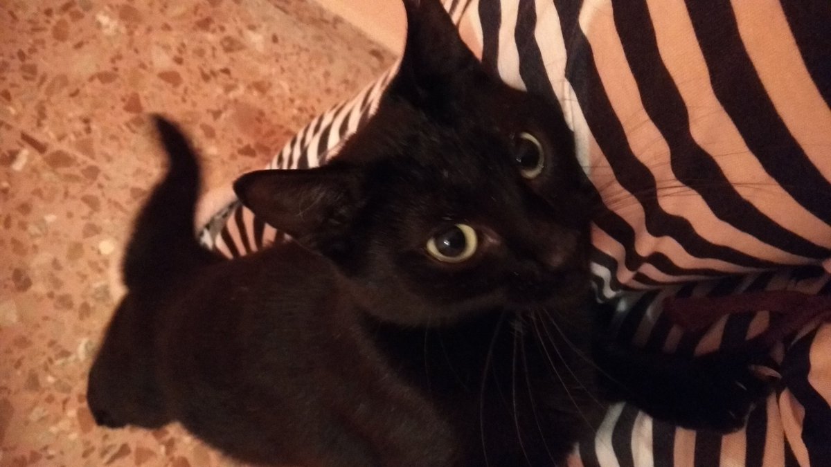 NatsukiSel's tweet photo. AYUDA! Está en VALENCIA busca un HOGAR. ¿Alguien que quiera adoptarla? Ayudarme a DIFUNDIR para buscarle una familia que la quiera. RT plis https://t.co/LIjhCNVaou