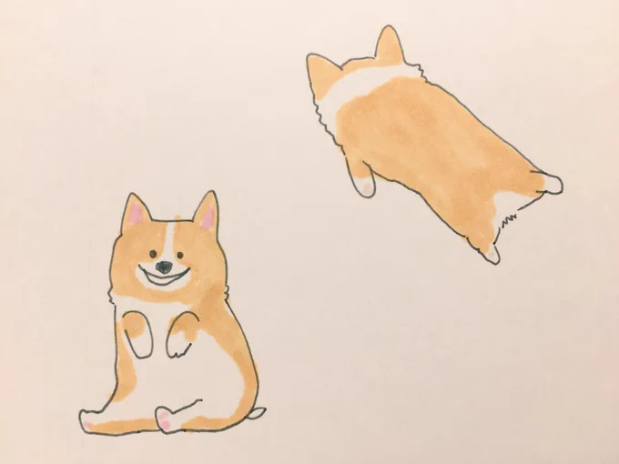 コーギー( ᐡ ᵔᴥᵔ ᐡ ) 