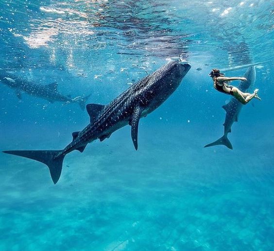 WhaleSharkRocky's tweet photo. Whale sharks are my favorite! 😍🐋🦈 #Happiest5WordSentence https://t.co/zGoJCdySTx
