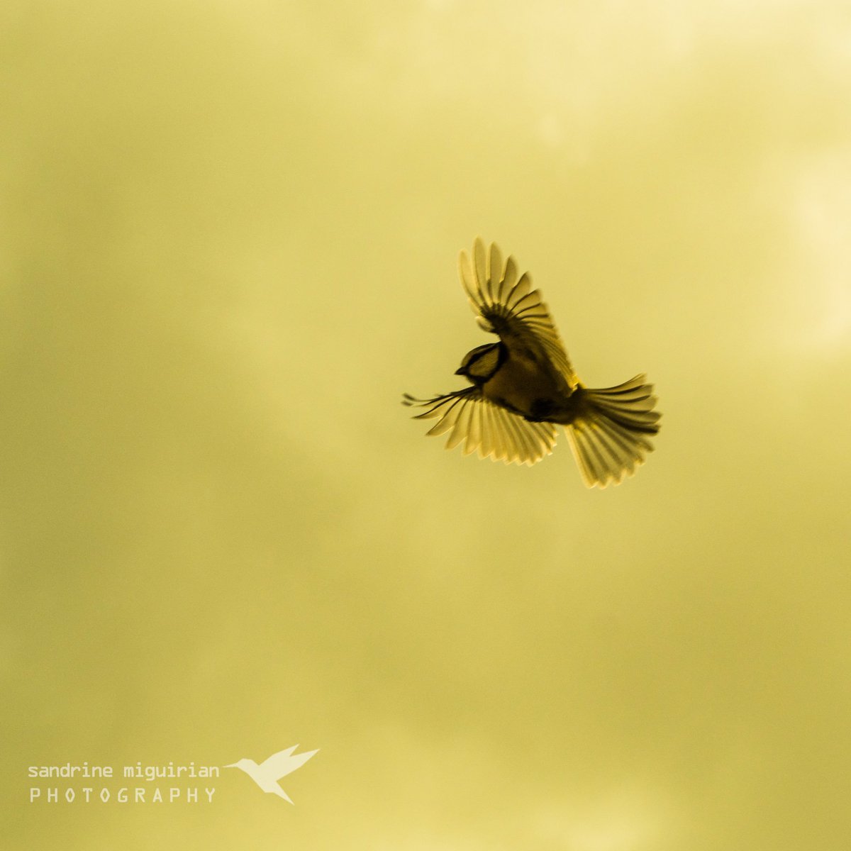 #wildlifephotography #wildlife #birds #NaturePhotography #Olympus @OlympusFRA