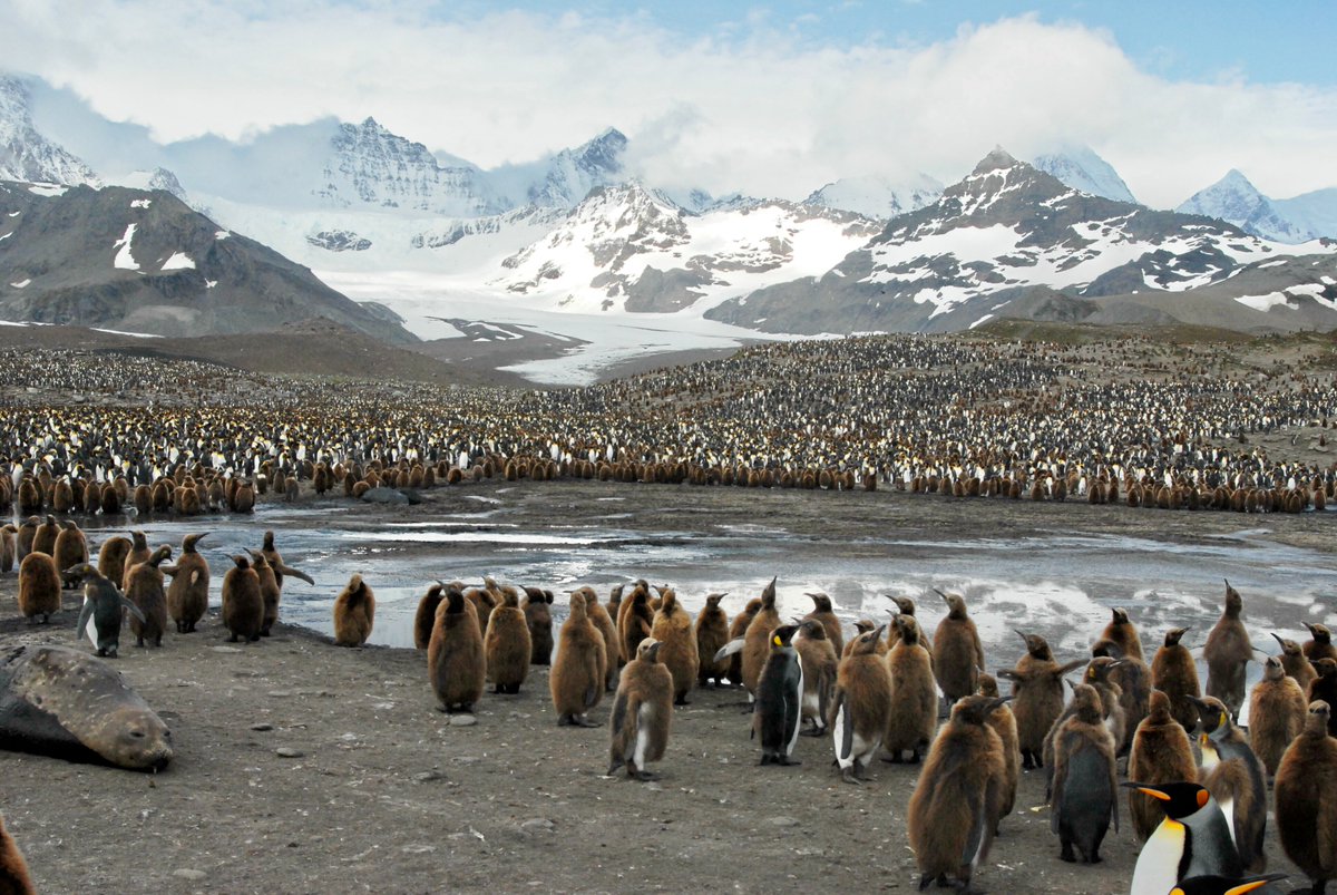 g_expedition's tweet image. Kings as far as the eye can see! #SouthGeorgia