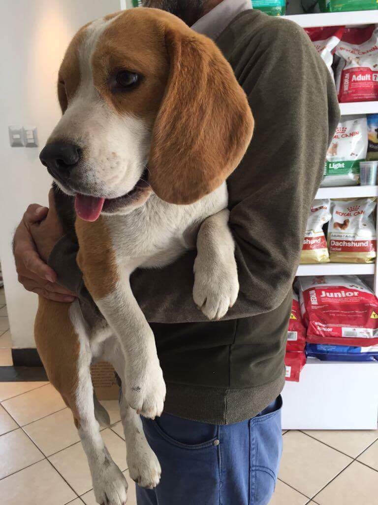 Perrito beagle encontrado en Simón Bolívar con Pedro de Valdivia, #Providencia. Tiene chip pero no se encuentra registro. Cel. +56990791694.