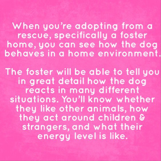 Adopting from a foster based rescue has huge benefits! Especially for a household with more then one pet!