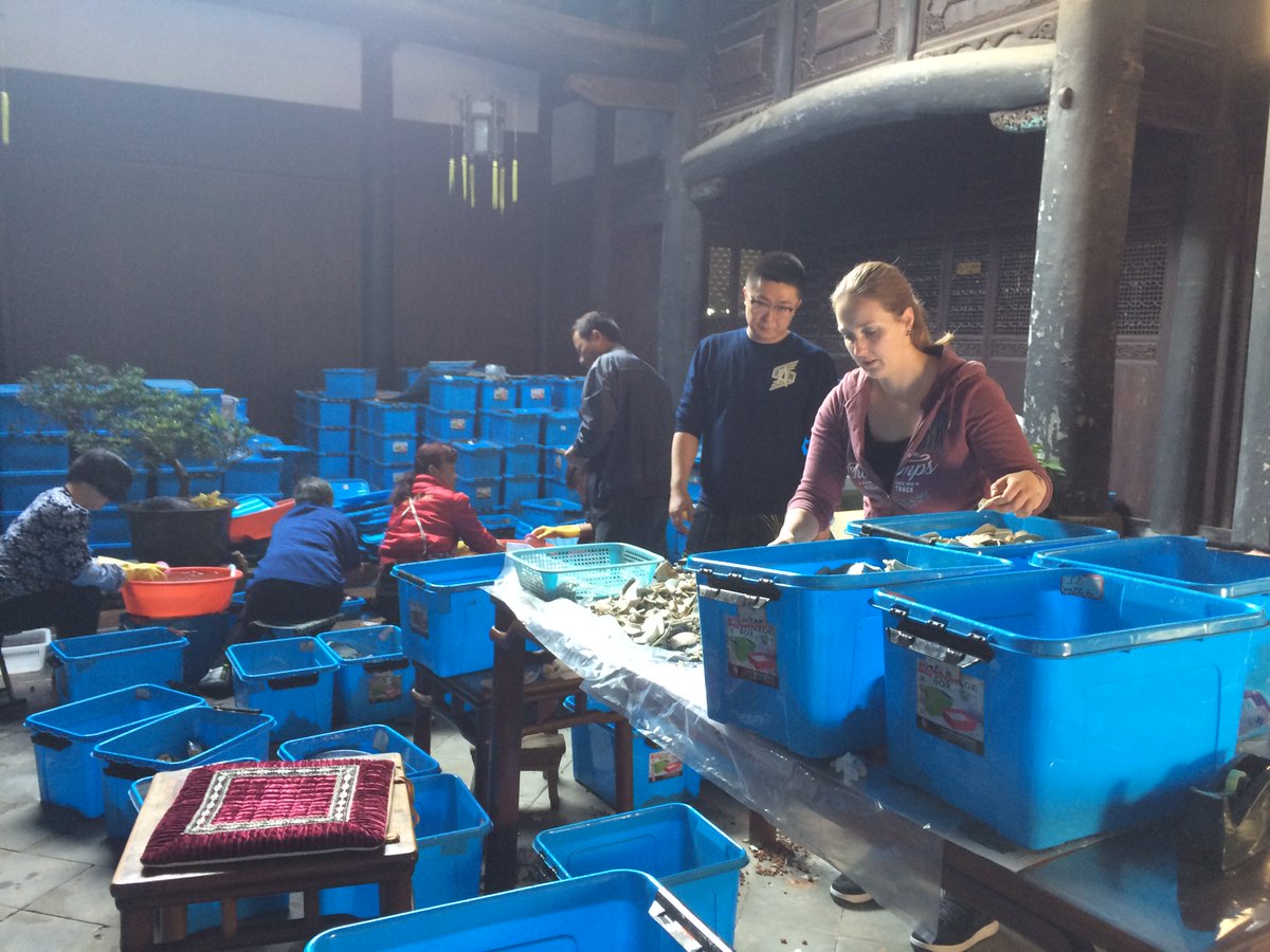 De laatste fase van mijn 'work experience' bij de archeologische dienst in Jingdezhen is begonnen: keizerlijke scherven sorteren! #porselein