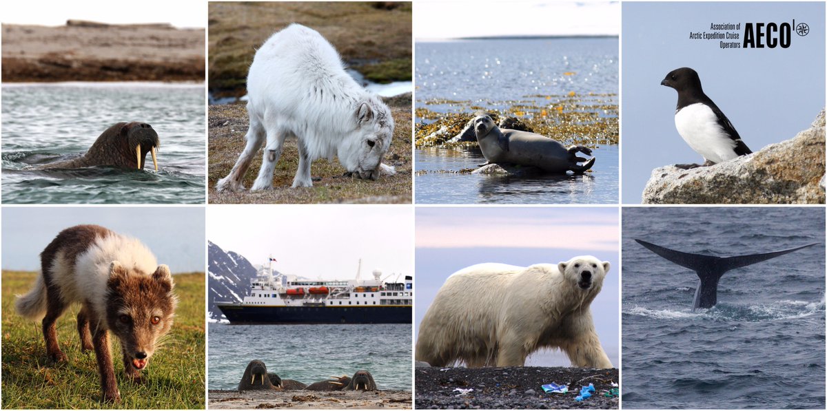 AECO Arctic Cruise on Twitter: AECO Arctic Cruise on Twitter: