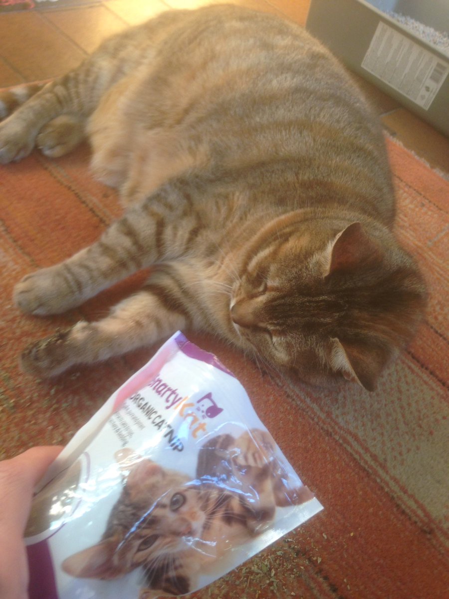 woofnewport's tweet image. Aha!! #CatnipAddict