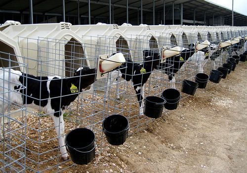FeedForGrowth's tweet photo. #TopTip4 for correctly housing #calves: Provide a design which allows a thorough inspection of calves and easy stock management #Calving17 https://t.co/1i6kbV24Fu
