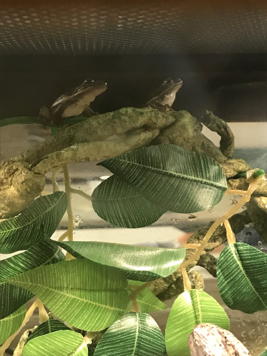 HeatherPiSTEM's tweet photo. Some of Olson’s newest students! @constructionshoppening @phillyzoo #UNLESSproject @AmphibianRescue #frogs #TigerStrong https://t.co/IEjJdYXzxN