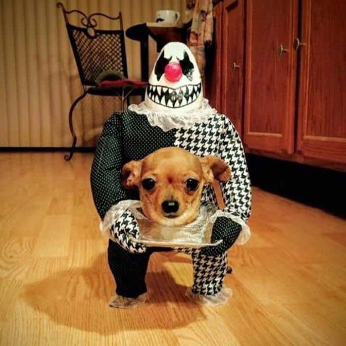 Halloween pakje hond new arrivals