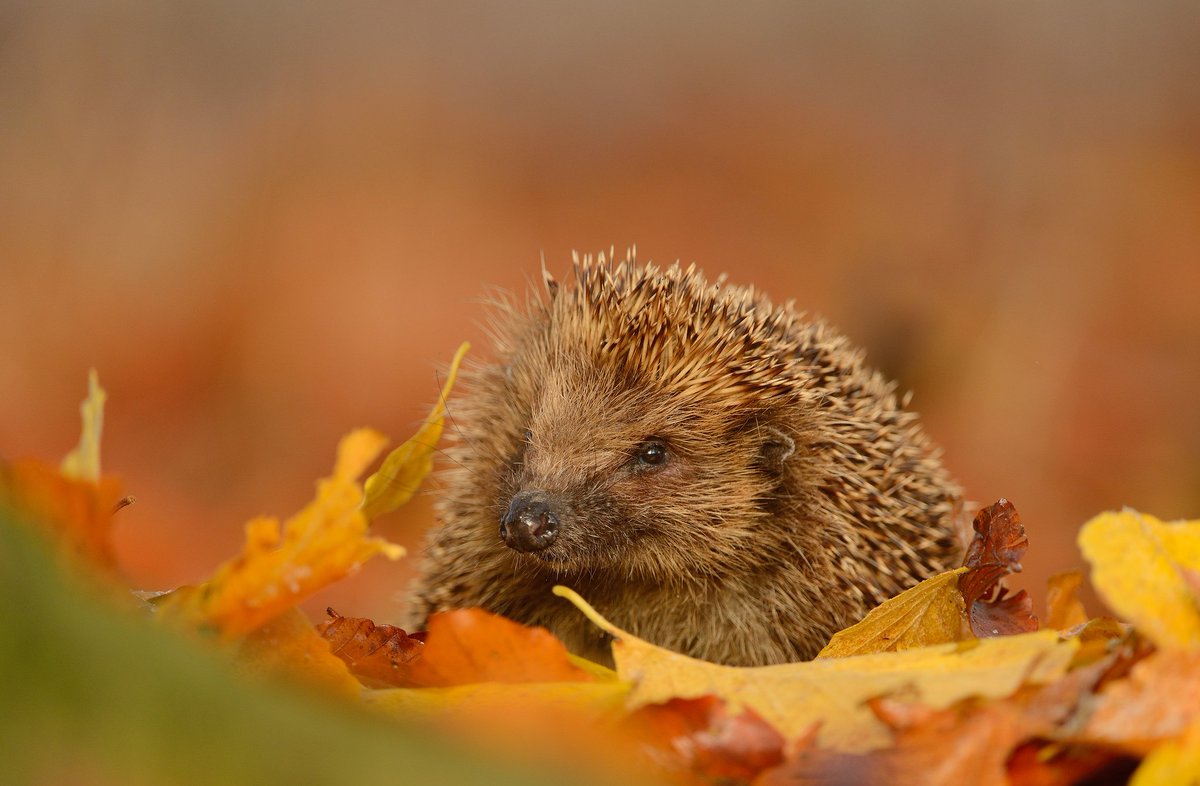 If you're having a bonfire this week, make sure you check for our prickly friends before lighting it 🦔 #BonfireNight <a href="/benandrewphotos/">Ben Andrew</a>
