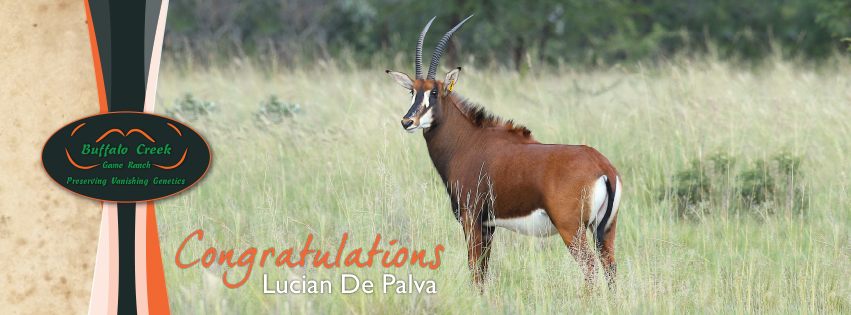 buffalocreekSA's tweet photo. Congratulations Lucian de Paiva on your purchase of the beautiful Tanzanian Sable and black impala in calf to 22 1/2" Spike. https://t.co/cRmZiCbA2Z