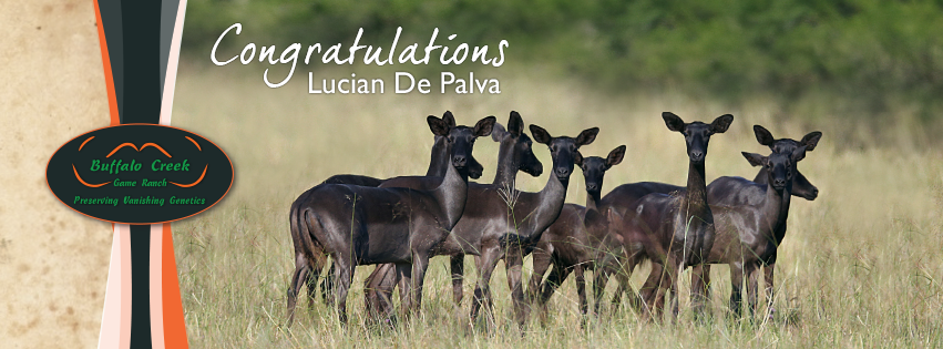 buffalocreekSA's tweet photo. Congratulations Lucian de Paiva on your purchase of the beautiful Tanzanian Sable and black impala in calf to 22 1/2" Spike. https://t.co/cRmZiCbA2Z
