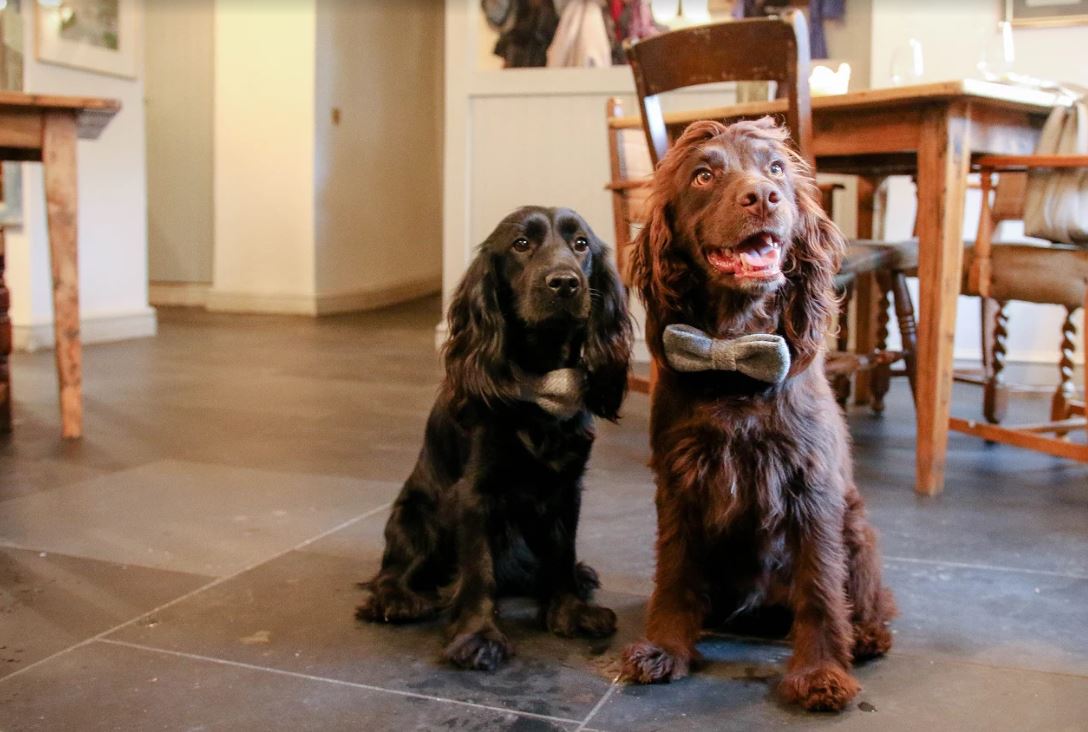 alfiemaytime's tweet photo. A little #tbt to when these two visited me! I love meeting new freinds 🐶❤️ @Steph_Spaniels #dogfriendly #pawswelcome #costwolds https://t.co/4DUPozk4ob