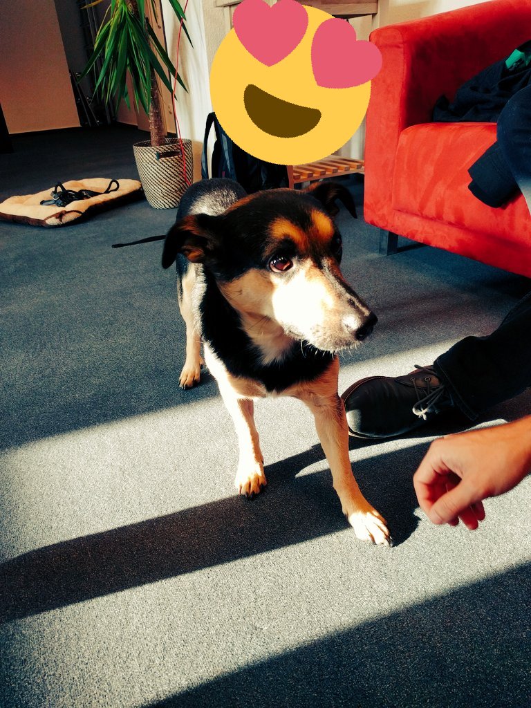 0xchrisb's tweet photo. Head of barketing dropped by the office today for a quick introduction.
#LifeAtContext @CTXIS @0xcf80 https://t.co/aIgLVss5Wq