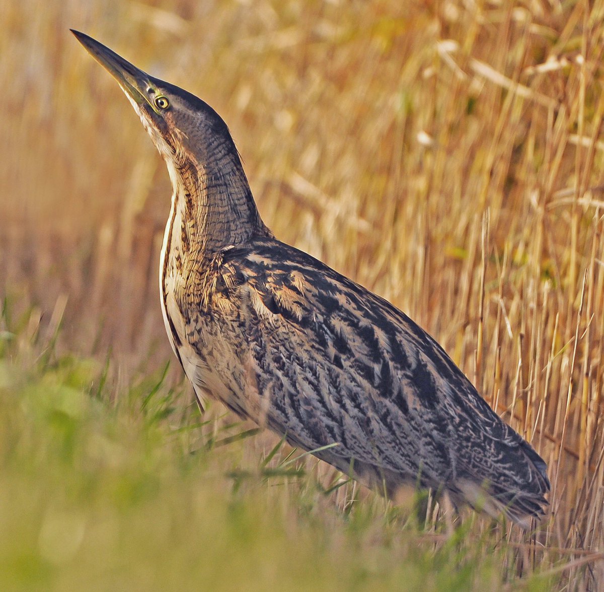 Even uit de bescherming van het riet, zorgt de najaarszon ervoor dat deze #roerdomp er volop van geniet #Lauwersmeer.
