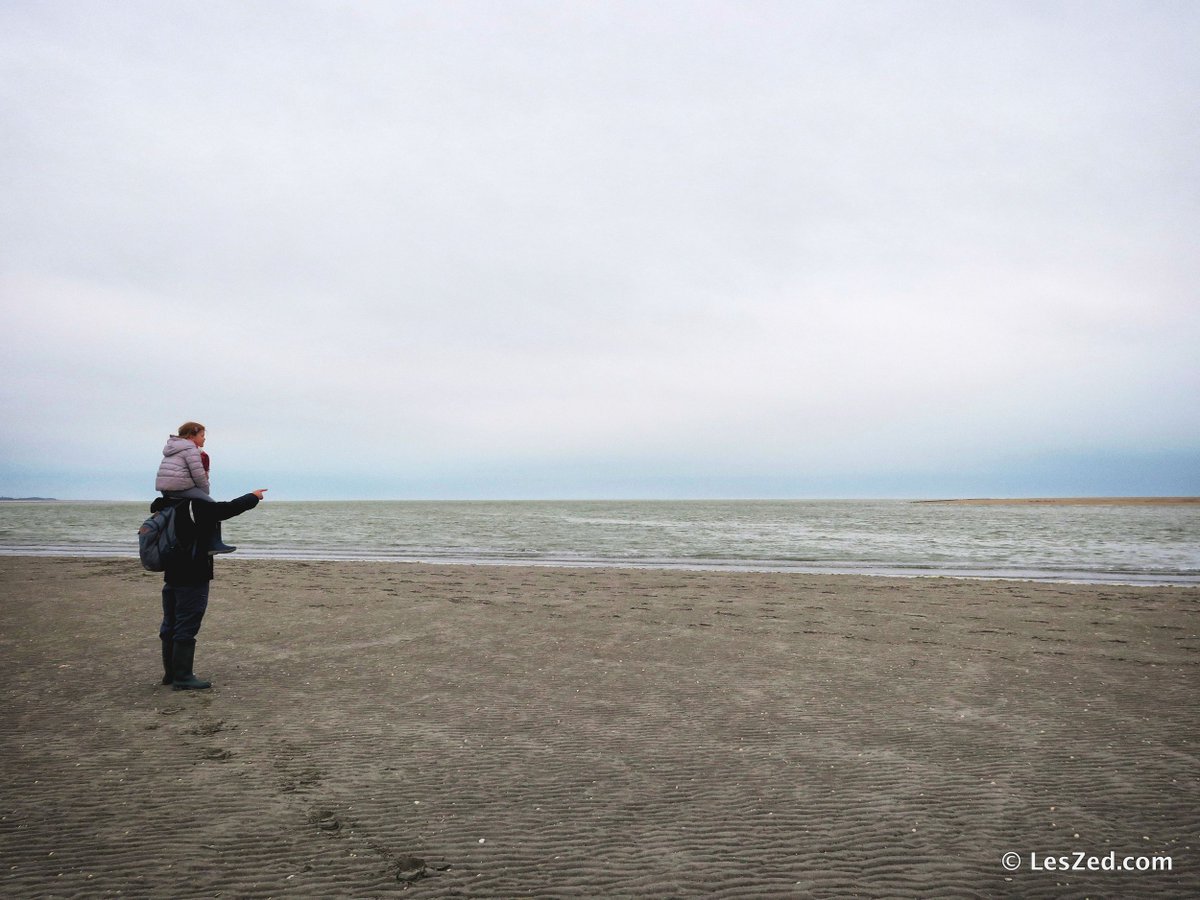 les_zed's tweet photo. Admirer des phoques (sauvages) en #France, en #BaieDeSomme : voilà un moment magique ! #GoSomme @SommeTourisme https://t.co/Daonkghkc8