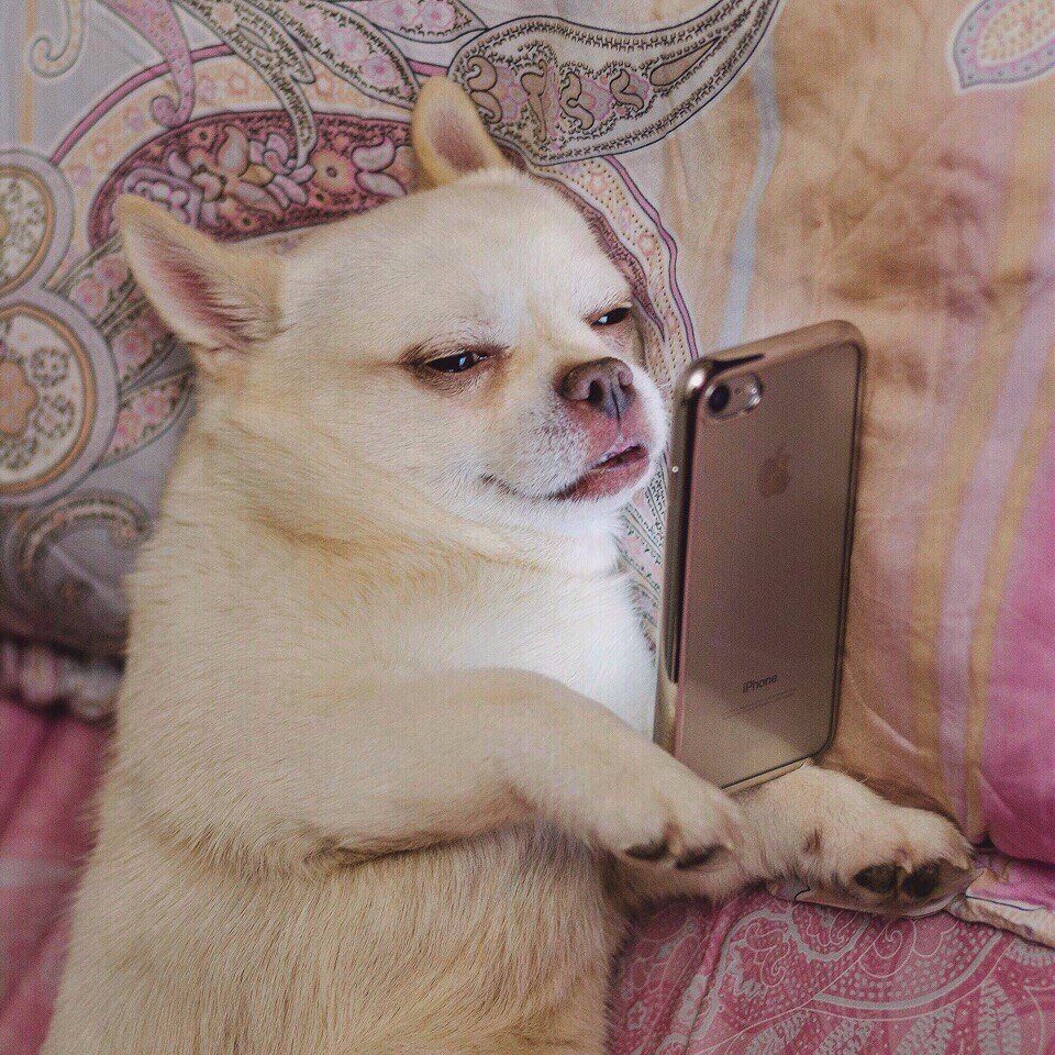 SMMStudioMD's tweet image. Когда в 2 часа ночи на клиентскую страницу написал пользователь и надо срочно ответить: