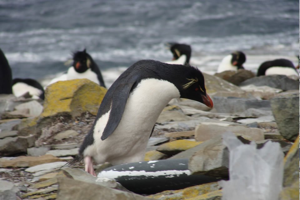 UKinChile's tweet photo. Islas Falkland son un centro de ecoturismo y conservación. ¿Quieres conocerlas? Entonces participa en este concurso https://t.co/aiDjSe98HJ https://t.co/fxK398m3vL