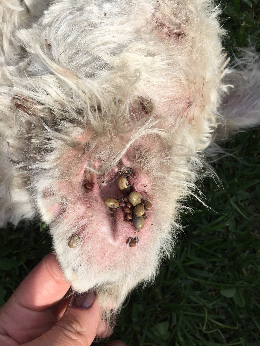 vivipazz's tweet photo. Amig@s el HT de pepita se terminó. No podemos devolverla a la calle 😭 Necesitamos urgente ayuda para pagar el temporal, tto y comida🙏🏻 https://t.co/OeWfqhWHPl