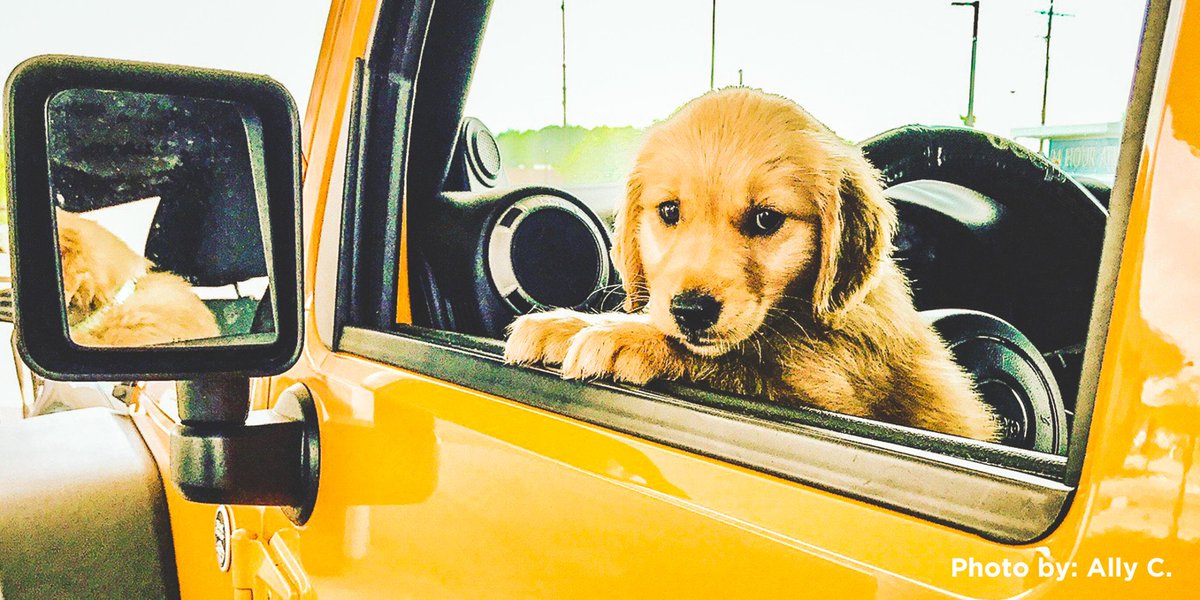 Jeep's tweet photo. K-9 approved. Show us your pups. https://t.co/Fpmm9Eqafi
