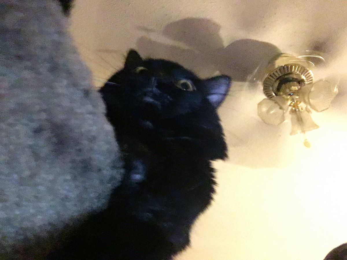 ohchasimo's tweet photo. Also I took this really awkward photo of Jellybean on Halloween #awkwardcat https://t.co/ImrsmTA2LH