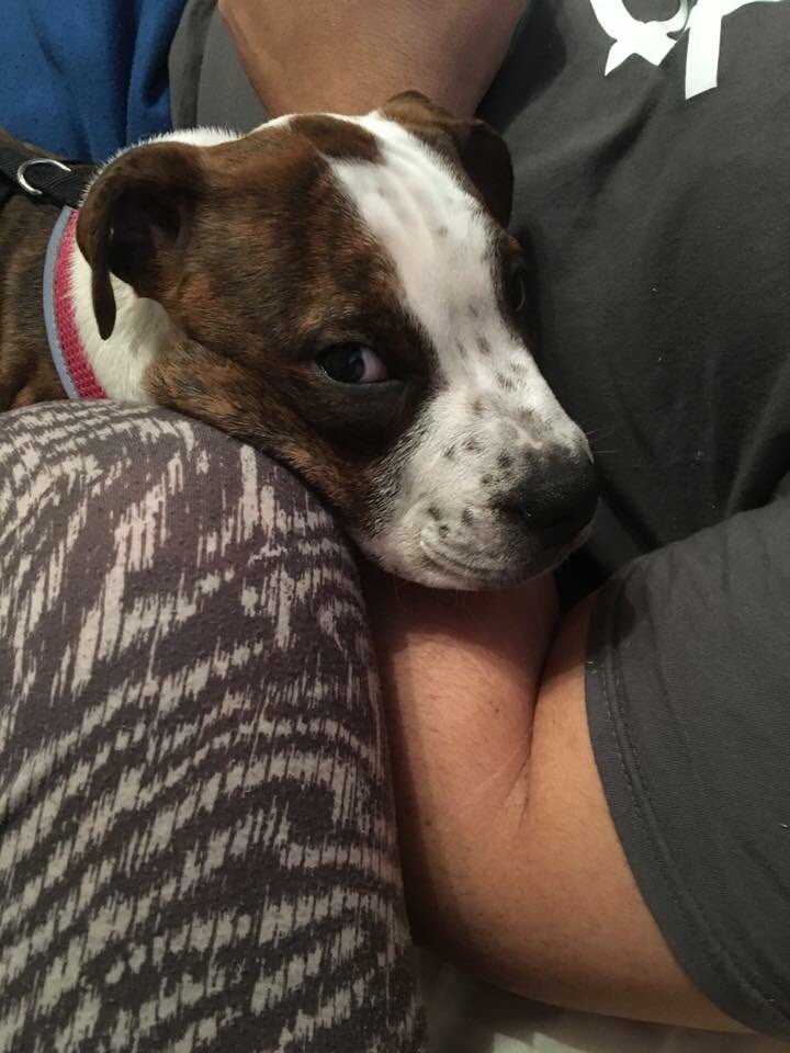 liveforquote's tweet image. Tbt to when I was just a pup , even then I loved cuddles #bulldog  #staffy  #crossbreed  #beautifulpuppy  #twitterfamous  #puppylove  #cutie