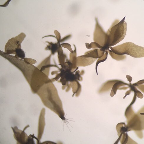 Prachtige sporofyten ontwikkeling in onze referentiemonsters. De kwaliteit van het uitgangsmateriaal zit weer goed dit jaar! #Hortimare