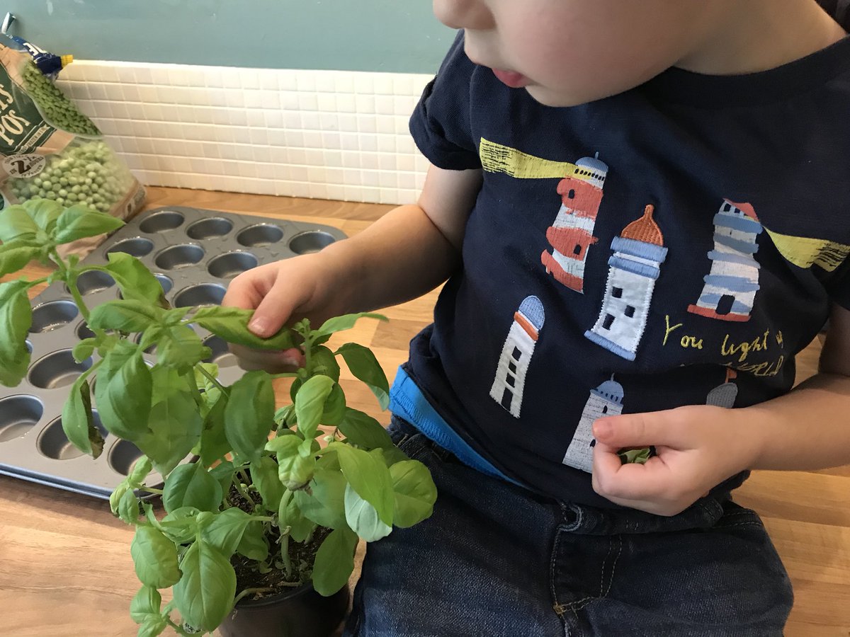 OB has been picking fresh basil for our #lunch today. We’ve made frittata, the #recipe will be on the blog next week #fblogger #pblogger