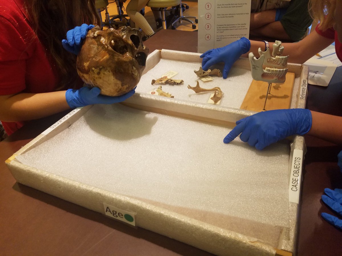StuartHobsonSEM's tweet photo. Museum Studies students solve a mystery &amp; learn about forensic anthropology at Q?rius at the Smithsonian's Natural History Museum. https://t.co/ogCrhznE9w