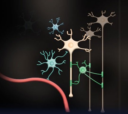 naturemethods's tweet photo. From the Nature Research journals, a new collection on #glialcells &amp; their impact on diseases such as #Alzheimers: https://t.co/umG4wRtYS4 https://t.co/nyawO4Amp3