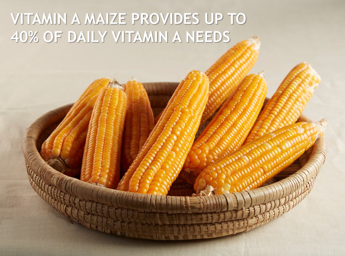 #FeedAfrica with NUTRITIOUS AFFORDABLE ACCESSIBLE crops such as VITAMIN A MAIZE #investinnutrition <a href="/HarvestPlus/">HarvestPlus</a>