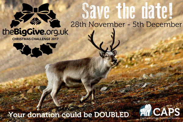 freeanimalsuk's tweet image. Give the gift of freedom to animals this Christmas 💚 
Join the #ChristmasChallenge17 and save the date for the chance to #doubledonations!