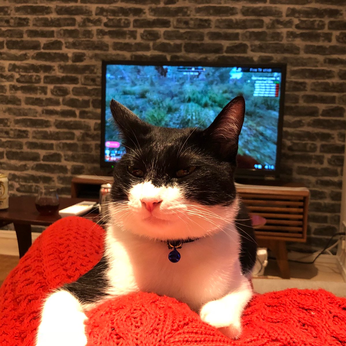 ako512's tweet photo. Twitterのアカウント生きてた。
私も生きてます。
育児放棄されてた猫を飼い始めて1年経ちました。実親の愛情を受けずに育ったからか性格は完全にヤンキーです。 https://t.co/0pjneDP9S5