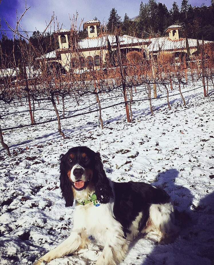 CollFamVin's tweet photo. Throwback to our Head of Vineyard Security, Brunello, keeping our vines safe last winter! #vineyarddog  #roguevalleywines #drinklocal https://t.co/1n1EcXs8iB