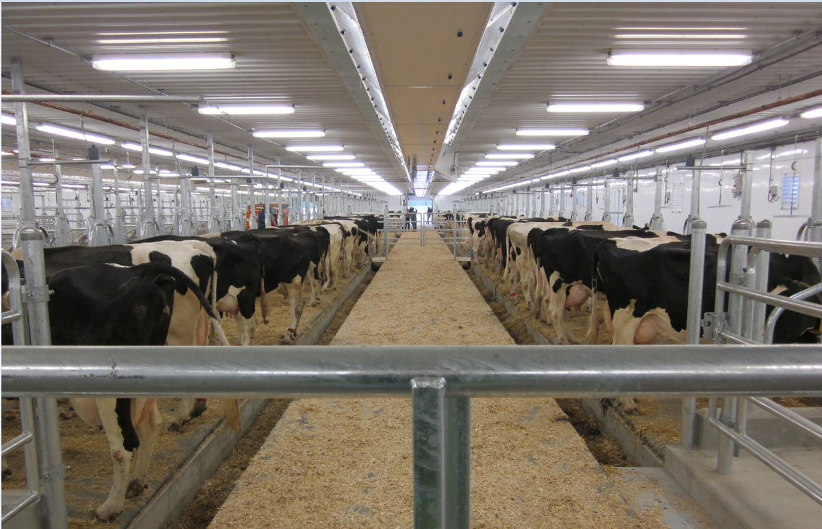Dairy cows will be healthier thanks to our #CdnAg scientists: ow.ly/6d9N30gj1LN
