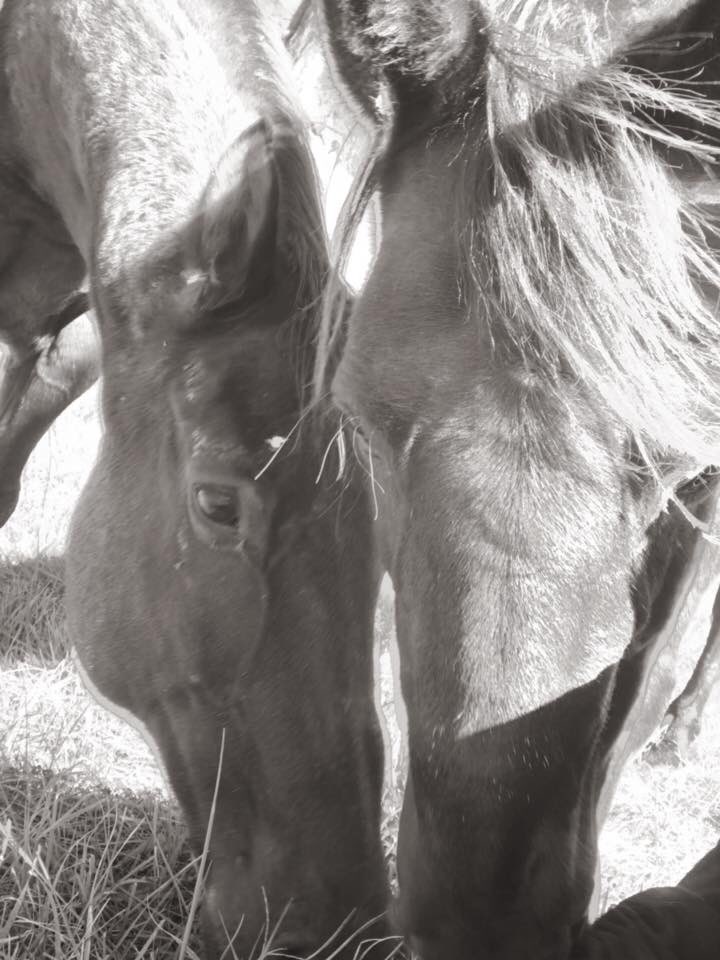 Nalani_Horse's tweet photo. Riser and his girlfriend, Beauty. 💕 #horserescue #adopted #foreverhome https://t.co/RNgrx6v6Kw
