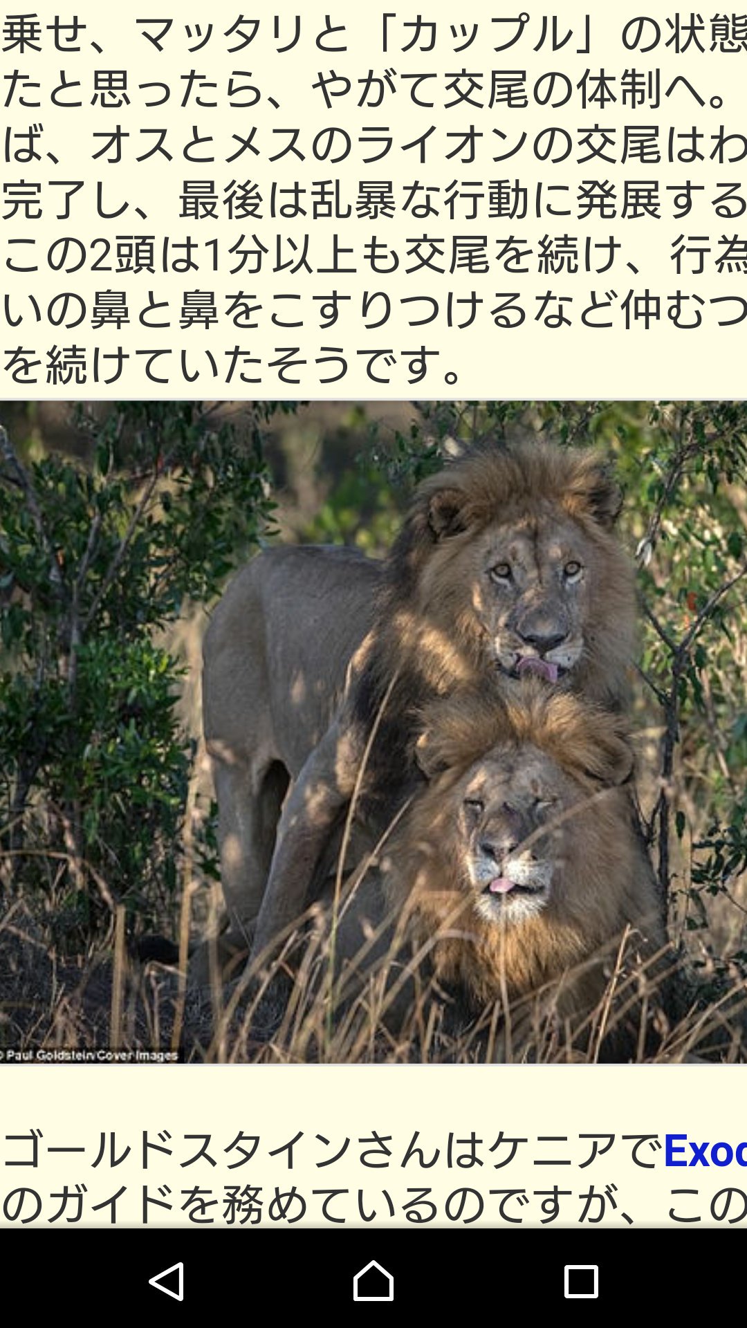 ベル على تويتر ふむかわいいって思ってたら写真でネコ側の子がアへ顔してて笑う ライオン の世界にも 性の多様性 仲むつまじく寄り添う2頭の野生オスライオンがケニアで目撃される Gigazine T Co Tjkhawbqfh T Co Smg3naq0lk تويتر