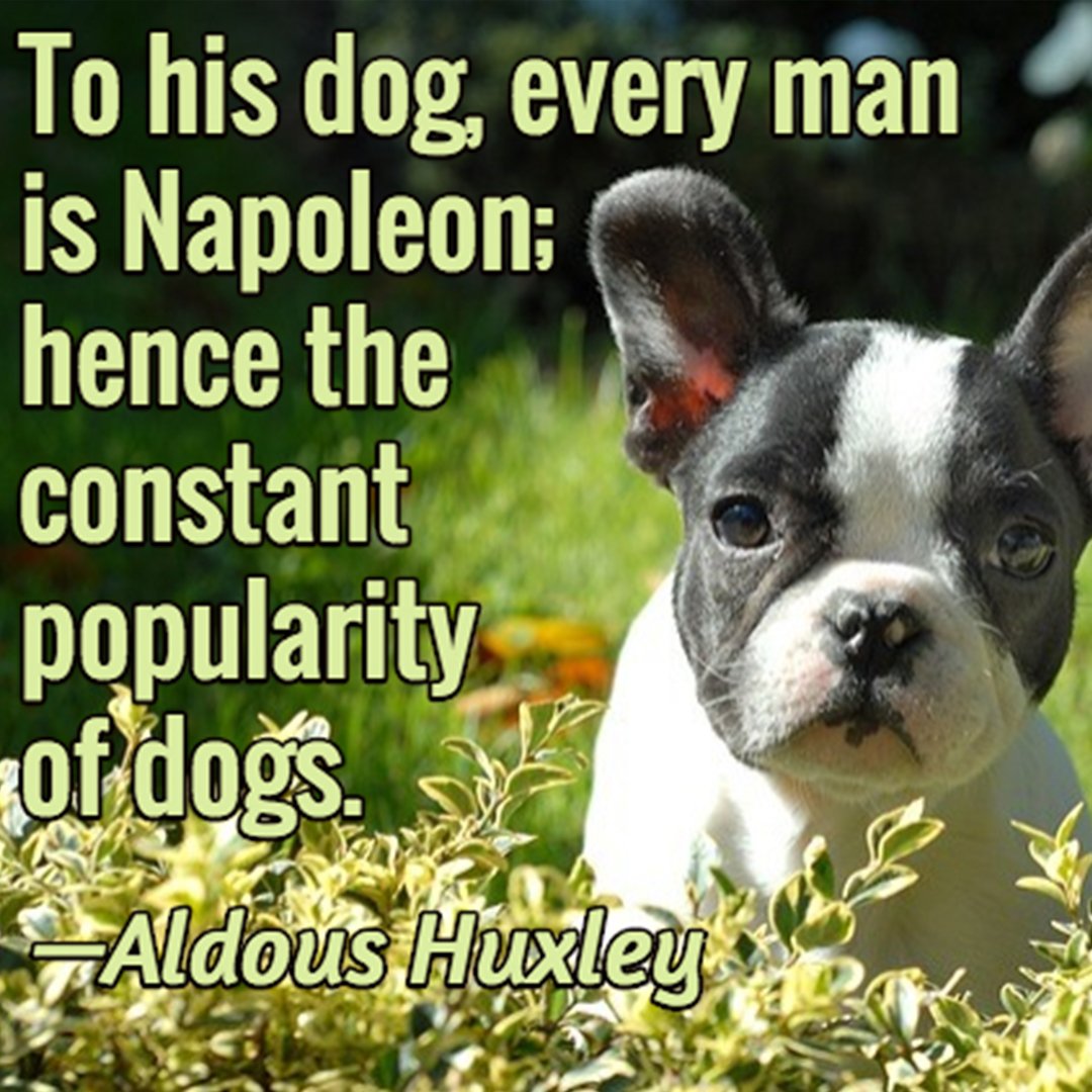 PureAlohaPets's tweet photo. To his dog, every man is Napoleon; hence the constant popularity of dogs. - Aldous Huxley
#Petlover #Dogs #PureAlohaPets #quoteoftheday https://t.co/lYTr8lNsYT