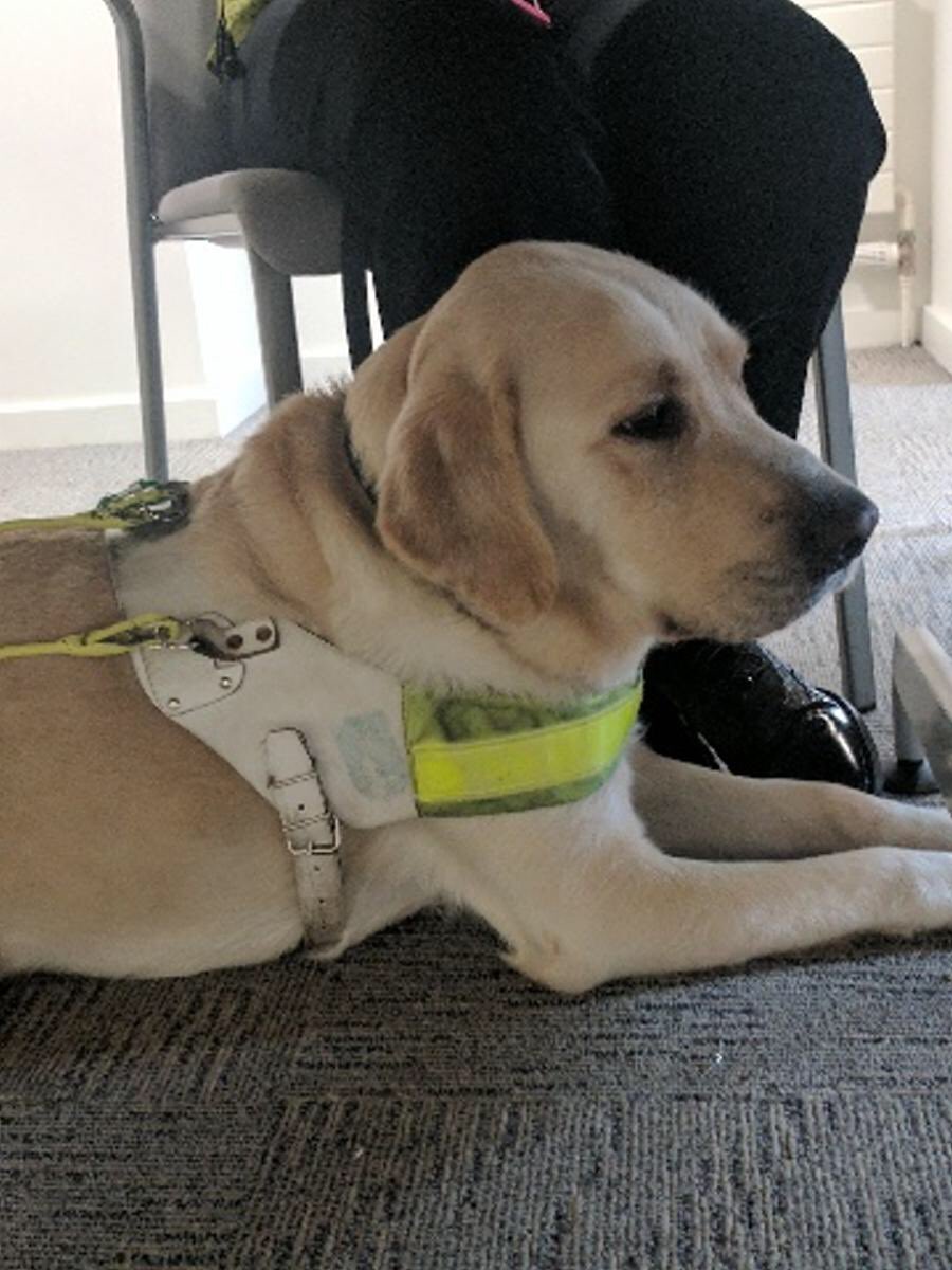 DasherRetiredGD's tweet photo. Mum asked for donations to @guidedogs for her birthday as she says my presence in her life is the best present ever🐶 #guidedog #LifeChanger https://t.co/R2rk0u86i4