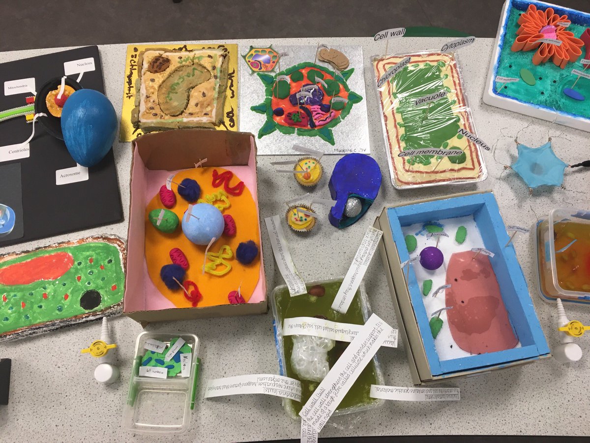 RLSMrWest's tweet image. Fabulous cell models produced by @TheRoyalLatin Year 7 students #7V #Awesome 👍🤩