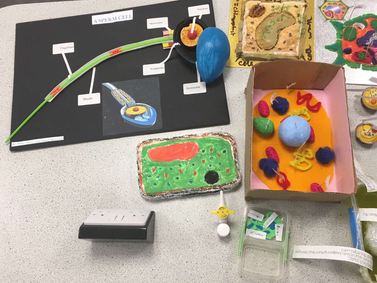 RLSMrWest's tweet image. Fabulous cell models produced by @TheRoyalLatin Year 7 students #7V #Awesome 👍🤩