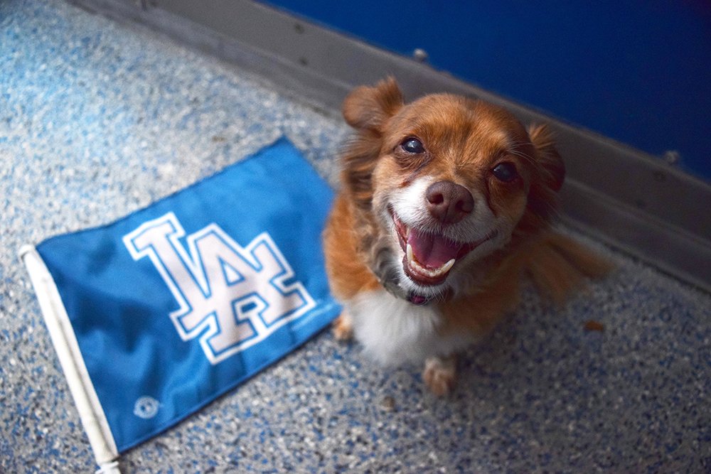 spcaLA's tweet photo. @HoustonSPCA @astros @Dodgers Congrats to our Friends for Life @HoustonSPCA! #CuteBattle out.
#besties #FortheAnimals https://t.co/xuPSKdxY8n