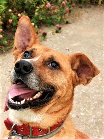 18 ноября СОБАКИ и КОШКИ из приютов, которые хотят #ДОМОЙ! ghope.ru/news/18-noyabr…